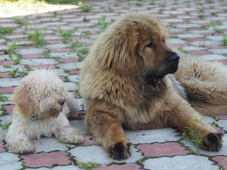 A large and a small dog lie nearby and look one way.