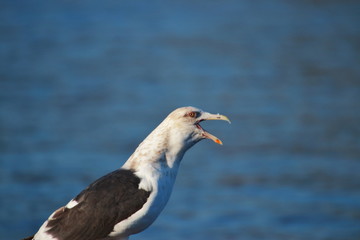 Barking seagull 