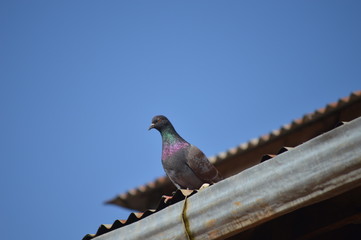 A Rock Pigeon sitting on a roof 