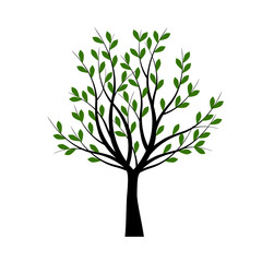 Fototapeta premium Green Tree. Spring Tree in Garden. Vector Illustration.