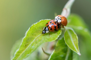 A closeup of a red ladybug on a green leaf with a blurry background
