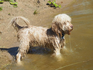 A wet dog is standing in the water on a summer day.