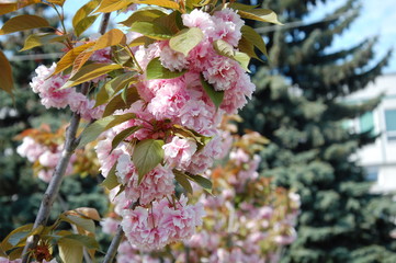spring Cherry Tree Blossom, sakura