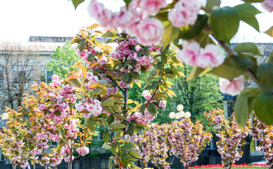 spring Cherry Tree Blossom, sakura
