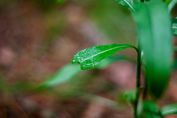 Closeup of a green leaf with dew on the surface. Green leaf on a blurry colored background. Close-up of a green plant in spring.