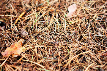 Fallen pine needles lie on the ground. Dry pine needles and cone, top view. In autumn, needles, shikshas and old branches lie in the forest on the ground.