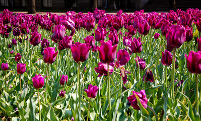 flowerbed of purple tulips in the middle of the city