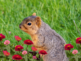 Obraz premium A squirrel sitting in the grass surrounded by pink and red flowe