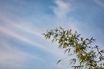 Green cane plant with blue sky and clouds in background