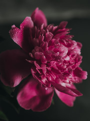Peony flower. Macrophotography. Color pink or fuchsia. There are drops of water on the petals. Flowers bloomed against the dark background. The photo shows a single Bud.