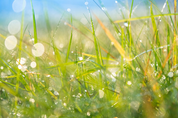 Morning grass covered with dew. Soft selective focus. Abstract background with natural bokeh. Sun