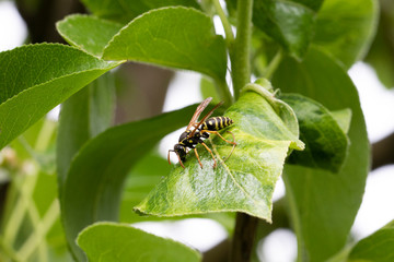 A wasp on a green leaf with blurry leaves in the background