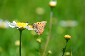 butterfly on a flower
