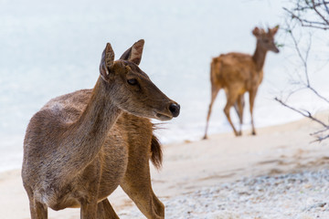 Two deer on the beach