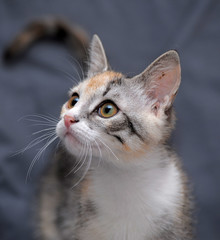 cute tricolor kitten on gray
