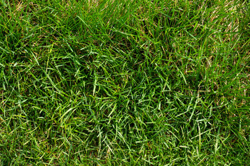 Grass
