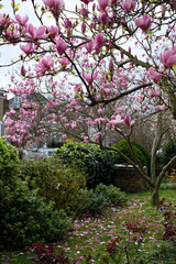 Beautiful blossoming magnolia tree during spring in London