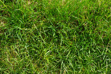 Grass