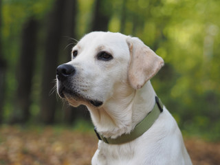 Portrait of a Labrador in the forest.