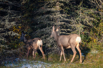 Two young brown Deer walking in the forest