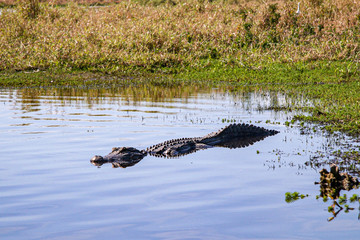 Alligator floating in pond
