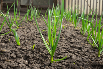 Garden bed of garlic