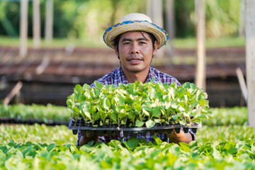 Asian farmer in hat holding young seedlings in his farm in the vegetable garden