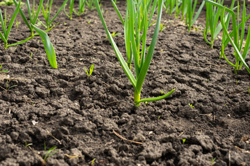 Garden bed of garlic