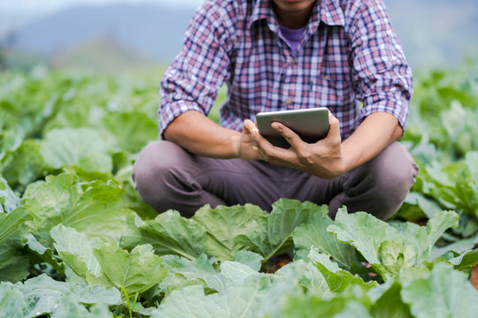 Asian farmer using a digital tablet and checking young seedlings in his farm in the vegetable garden