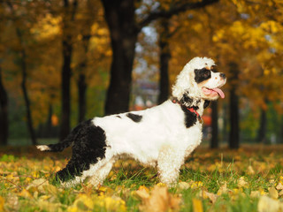 Fototapeta premium Portrait of a dog in golden foliage on a sunny autumn day.
