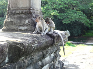 ２匹の猿（カンボジア）