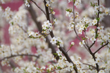 On the branches of the apricot fruit tree, beautiful white flowers bloom in the garden in spring.Landscape.Photo.