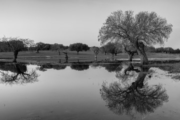Landscape near Arroyo de la Luz. Extremadura. Spain.
