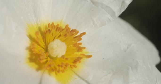 White cistus flowers in a Ligurian garden. Macro shot of flowering with small plant roses typical of the Mediterranean climate with crumpled petals.