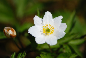 Flower - whiter flower grows in the forest.