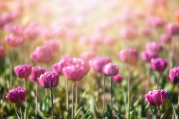 Blooming tulips spring background