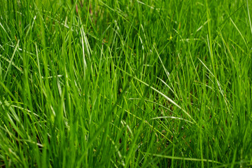 Grass