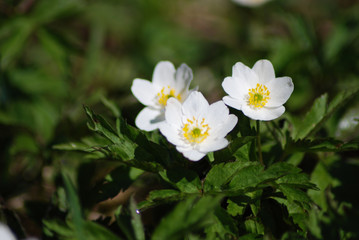 Flower - whiter flower grows in the forest.