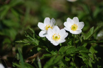 Naklejka na ściany i meble Flower - whiter flower grows in the forest.