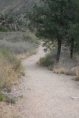 Dirt Path outdoors with sunshine and shade
