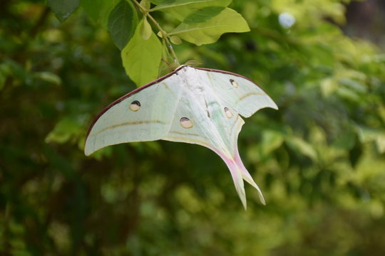 Birds and Butterfly in Sri Lanka 