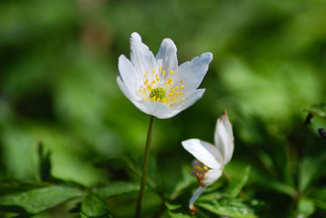 Flower - whiter flower grows in the forest.