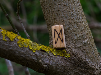 Wooden runes of Dagaz stands on a tree. Symbol of the runic circle, alphabet