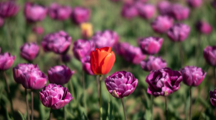 Obraz premium Blooming tulips spring background