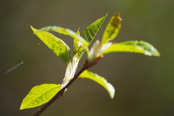 Tree branch bud, small green leaves macro.