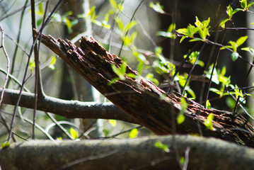  Young spring foliage on a background of old rotten wood.