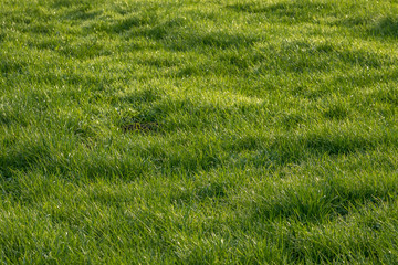 Prairie verte