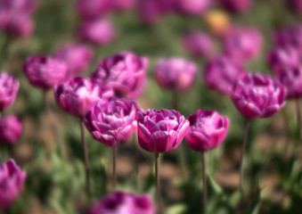 Blooming tulips spring background