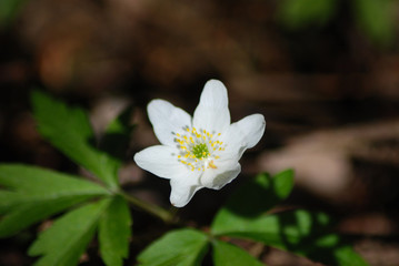 Flower - whiter flower grows in the forest.