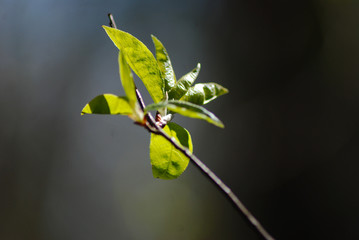 Tree branch bud, small green leaves macro.